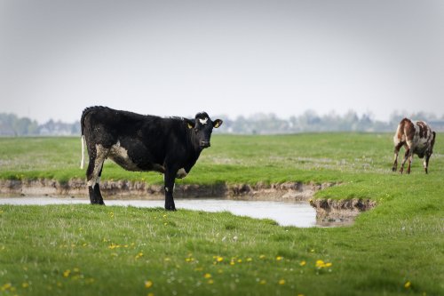 Serie Eiderstedter Rinder